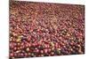 Coffee Cherries-Paul Souders-Mounted Photographic Print