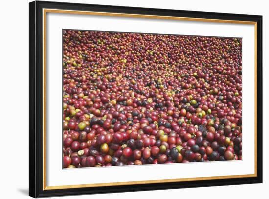 Coffee Cherries-Paul Souders-Framed Photographic Print