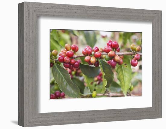 Coffee Cherries-Paul Souders-Framed Photographic Print