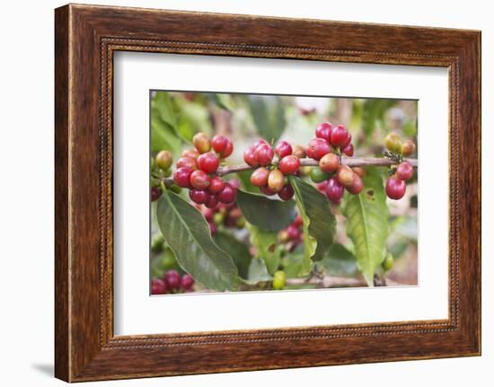 Coffee Cherries-Paul Souders-Framed Photographic Print