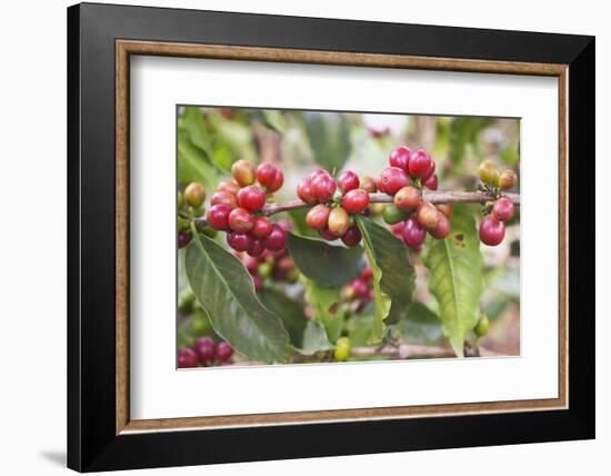Coffee Cherries-Paul Souders-Framed Photographic Print