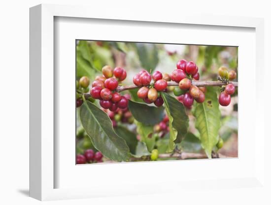 Coffee Cherries-Paul Souders-Framed Photographic Print