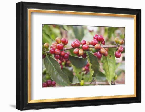 Coffee Cherries-Paul Souders-Framed Photographic Print