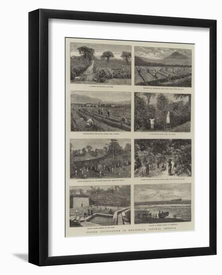 Coffee Cultivation in Guatemala, Central America-null-Framed Giclee Print