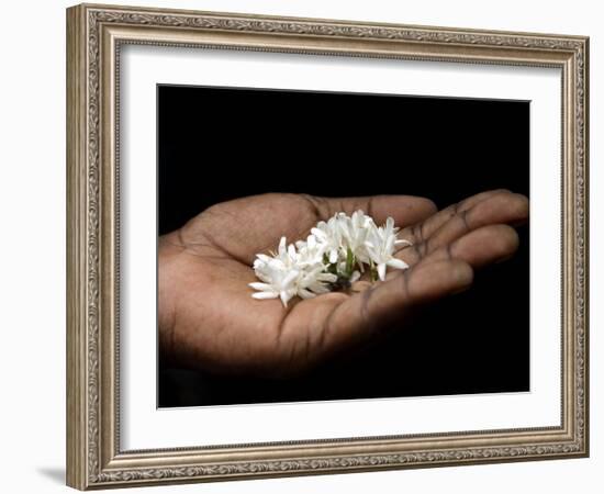 Coffee Flower Is Held Delciately in the Palm of a Sao Tomense Hand, Sao Tome-Camilla Watson-Framed Photographic Print