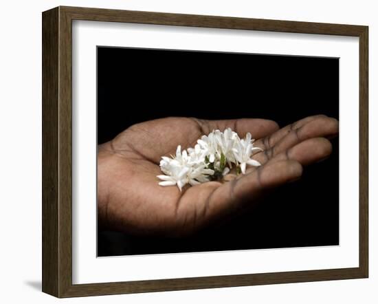 Coffee Flower Is Held Delciately in the Palm of a Sao Tomense Hand, Sao Tome-Camilla Watson-Framed Photographic Print