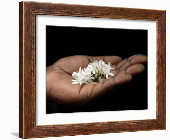 Coffee Flower Is Held Delciately in the Palm of a Sao Tomense Hand, Sao Tome-Camilla Watson-Framed Photographic Print