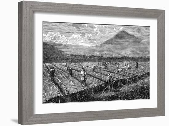 Coffee, Guatemala, 1877-null-Framed Art Print