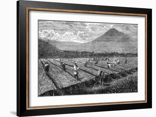 Coffee, Guatemala, 1877-null-Framed Art Print