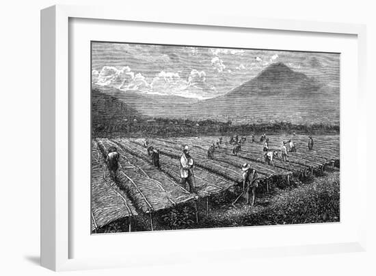 Coffee, Guatemala, 1877-null-Framed Art Print