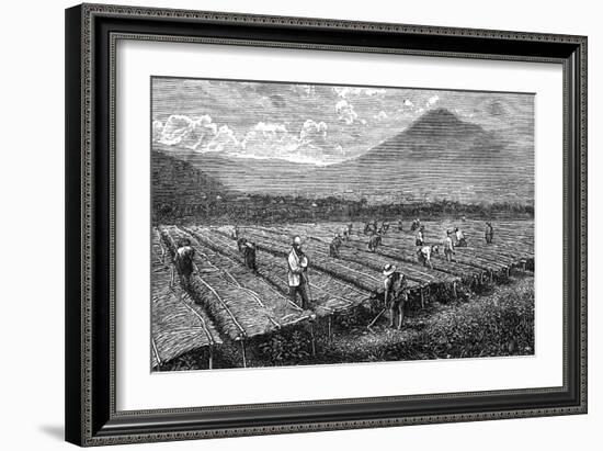 Coffee, Guatemala, 1877-null-Framed Art Print