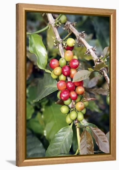 Coffee Plant with Fruit-Bjorn Svensson-Framed Premier Image Canvas