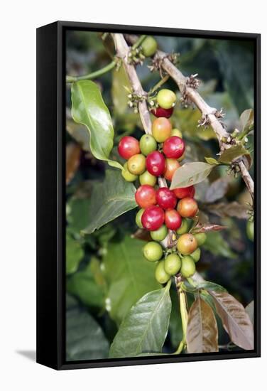 Coffee Plant with Fruit-Bjorn Svensson-Framed Premier Image Canvas