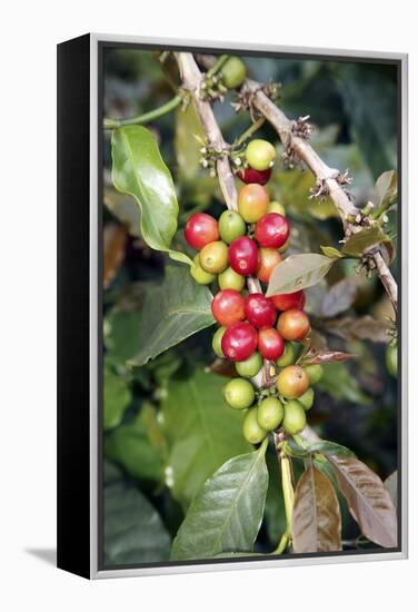 Coffee Plant with Fruit-Bjorn Svensson-Framed Premier Image Canvas