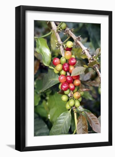 Coffee Plant with Fruit-Bjorn Svensson-Framed Photographic Print