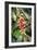 Coffee Plant with Fruit-Bjorn Svensson-Framed Photographic Print