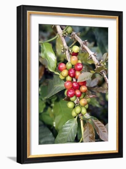 Coffee Plant with Fruit-Bjorn Svensson-Framed Photographic Print