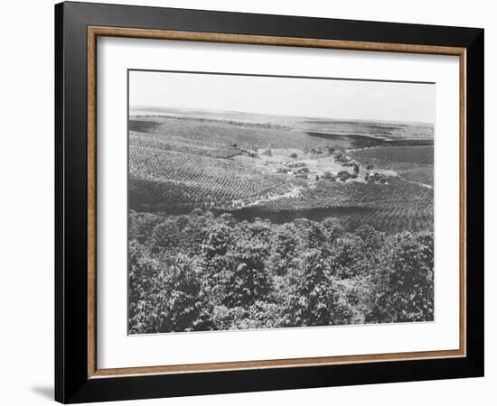 Coffee Plantation in Brazil-null-Framed Photographic Print