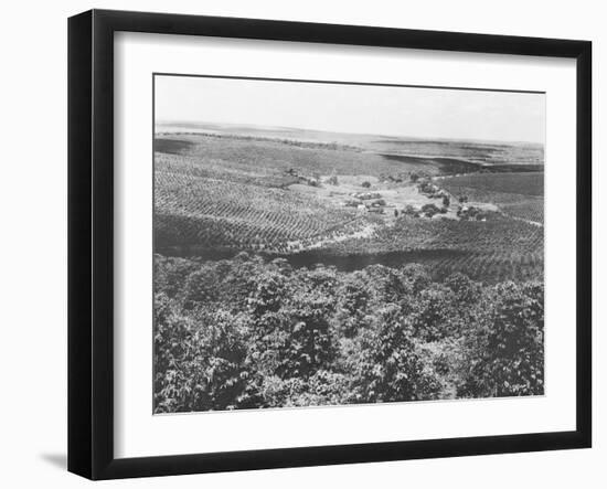 Coffee Plantation in Brazil-null-Framed Photographic Print