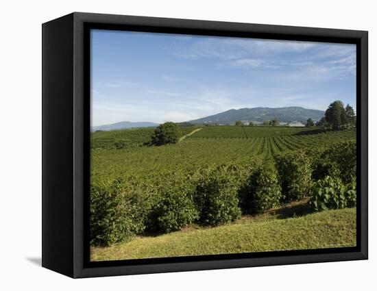 Coffee Plantations on the Slopes of the Poas Volcano, Near San Jose, Costa Rica, Central America-R H Productions-Framed Premier Image Canvas