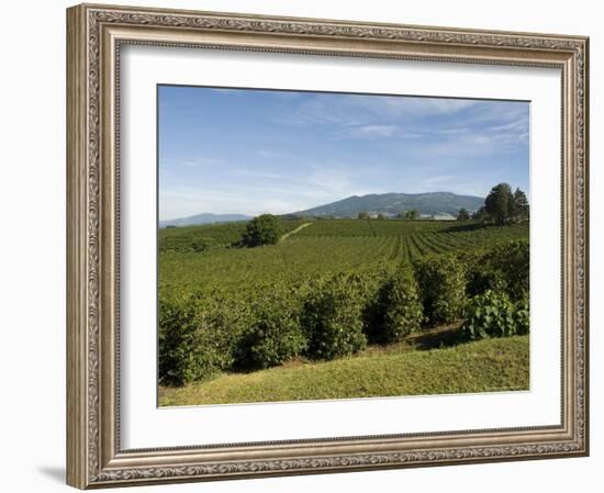 Coffee Plantations on the Slopes of the Poas Volcano, Near San Jose, Costa Rica, Central America-R H Productions-Framed Photographic Print