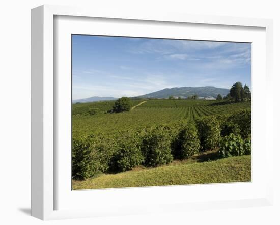 Coffee Plantations on the Slopes of the Poas Volcano, Near San Jose, Costa Rica, Central America-R H Productions-Framed Photographic Print