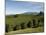 Coffee Plantations on the Slopes of the Poas Volcano, Near San Jose, Costa Rica, Central America-R H Productions-Mounted Photographic Print