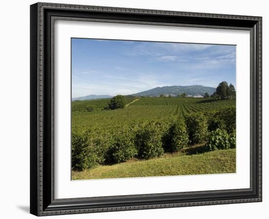 Coffee Plantations on the Slopes of the Poas Volcano, Near San Jose, Costa Rica, Central America-R H Productions-Framed Photographic Print