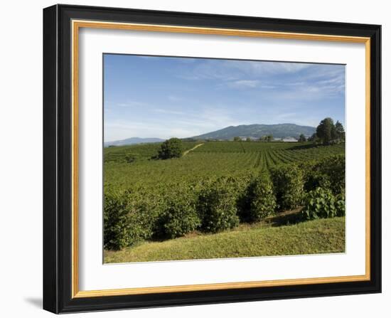 Coffee Plantations on the Slopes of the Poas Volcano, Near San Jose, Costa Rica, Central America-R H Productions-Framed Photographic Print