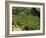 Coffee Plantations on the Slopes of the Poas Volcano, Near San Jose, Costa Rica, Central America-R H Productions-Framed Photographic Print