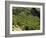 Coffee Plantations on the Slopes of the Poas Volcano, Near San Jose, Costa Rica, Central America-R H Productions-Framed Photographic Print