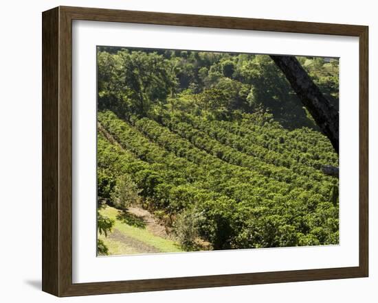 Coffee Plantations on the Slopes of the Poas Volcano, Near San Jose, Costa Rica, Central America-R H Productions-Framed Photographic Print