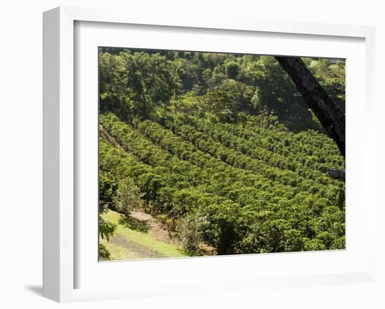 Coffee Plantations on the Slopes of the Poas Volcano, Near San Jose, Costa Rica, Central America-R H Productions-Framed Photographic Print