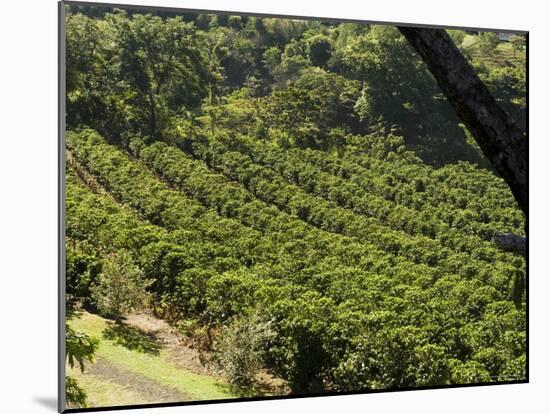 Coffee Plantations on the Slopes of the Poas Volcano, Near San Jose, Costa Rica, Central America-R H Productions-Mounted Photographic Print