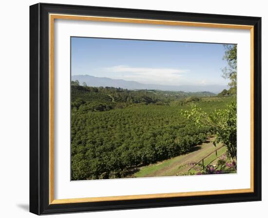 Coffee Plantations on the Slopes of the Poas Volcano, Near San Jose, Costa Rica, Central America-R H Productions-Framed Photographic Print