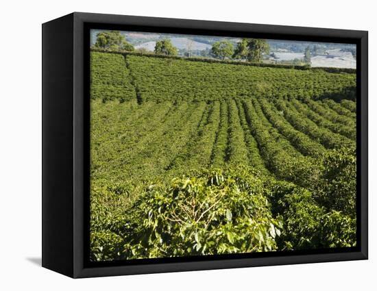 Coffee Plantations on the Slopes of the Poas Volcano, Near San Jose, Costa Rica-Robert Harding-Framed Premier Image Canvas