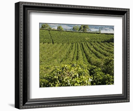 Coffee Plantations on the Slopes of the Poas Volcano, Near San Jose, Costa Rica-Robert Harding-Framed Photographic Print