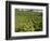 Coffee Plantations on the Slopes of the Poas Volcano, Near San Jose, Costa Rica-Robert Harding-Framed Photographic Print