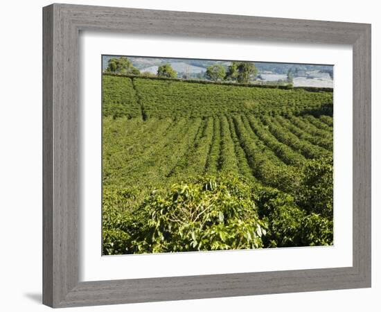 Coffee Plantations on the Slopes of the Poas Volcano, Near San Jose, Costa Rica-Robert Harding-Framed Photographic Print