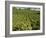 Coffee Plantations on the Slopes of the Poas Volcano, Near San Jose, Costa Rica-Robert Harding-Framed Photographic Print