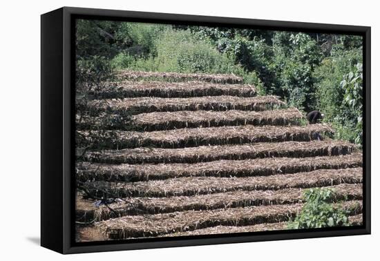 Coffee Plants Grown Under Shade, Bendele Region, Oromo Country, Ilubador State, Ethiopia, Africa-Bruno Barbier-Framed Premier Image Canvas