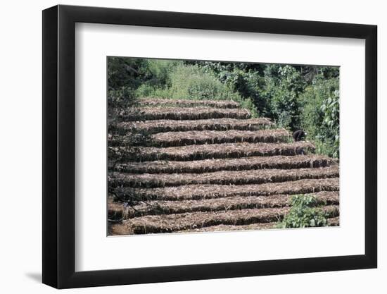 Coffee Plants Grown Under Shade, Bendele Region, Oromo Country, Ilubador State, Ethiopia, Africa-Bruno Barbier-Framed Photographic Print