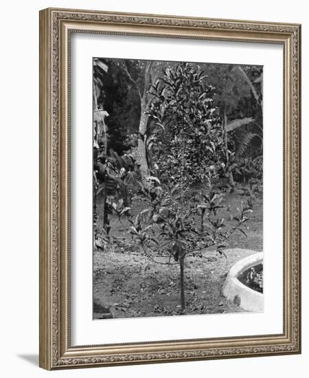 Coffee Tree, Jamaica, C1905-Adolphe & Son Duperly-Framed Giclee Print