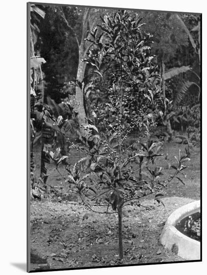 Coffee Tree, Jamaica, C1905-Adolphe & Son Duperly-Mounted Giclee Print