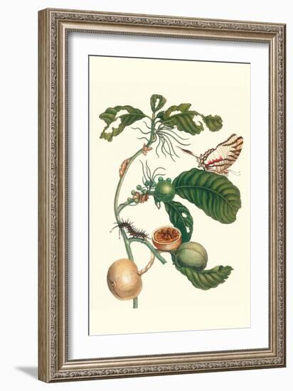 Coffee Tree Leaf with a Glaucolaus Kite Swallowtail Butterfly-Maria Sibylla Merian-Framed Art Print