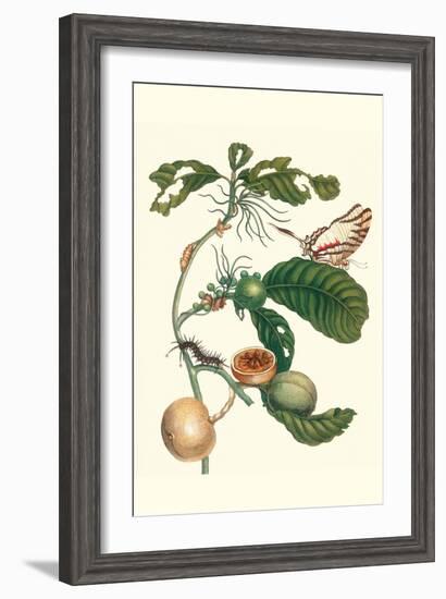 Coffee Tree Leaf with a Glaucolaus Kite Swallowtail Butterfly-Maria Sibylla Merian-Framed Art Print