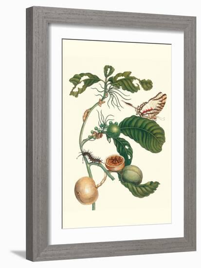 Coffee Tree Leaf with a Glaucolaus Kite Swallowtail Butterfly-Maria Sibylla Merian-Framed Art Print
