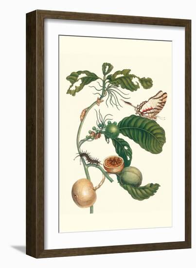 Coffee Tree Leaf with a Glaucolaus Kite Swallowtail Butterfly-Maria Sibylla Merian-Framed Art Print