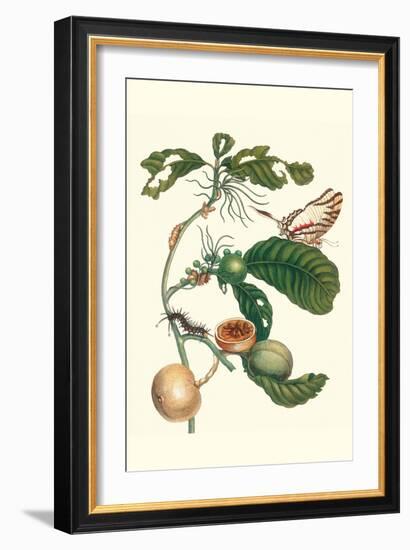 Coffee Tree Leaf with a Glaucolaus Kite Swallowtail Butterfly-Maria Sibylla Merian-Framed Art Print