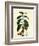 Coffee Tree Leaves, Flowers, and Fruit-null-Framed Giclee Print